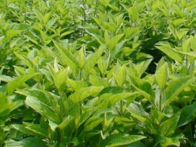 现在什么种植赚钱？种植赚钱就看这里